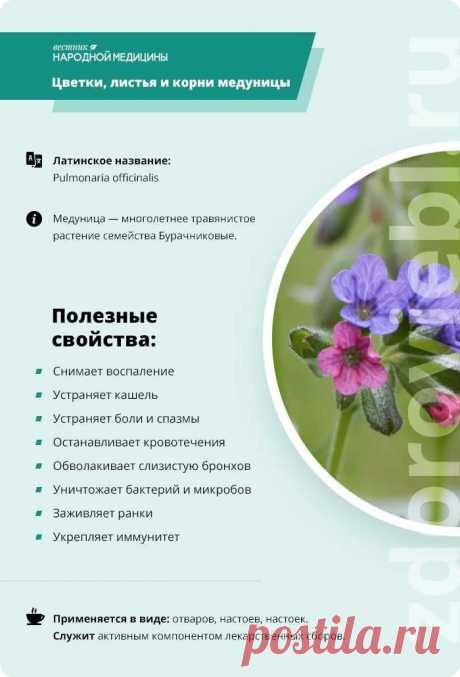 Цветки, листья и корни медуницы