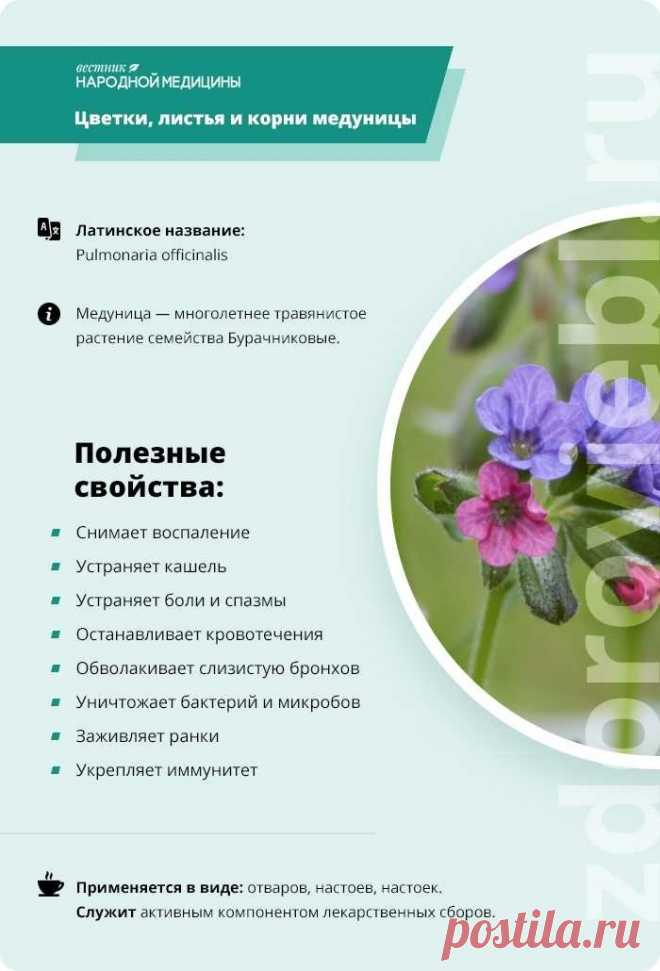 Цветки, листья и корни медуницы