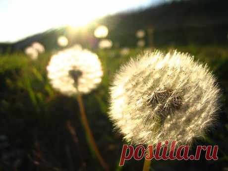 Фотопост: первый день лета | Selfhacker.ru