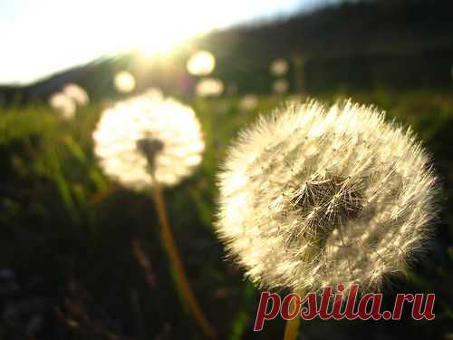 Фотопост: первый день лета | Selfhacker.ru