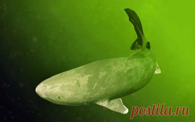 What Type of Shark Is the Slowest? | Wonderopolis