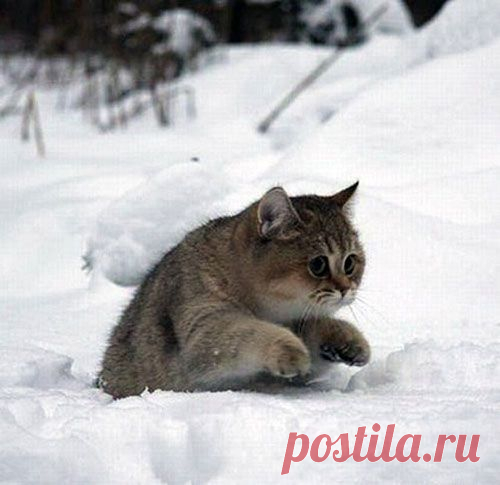 хх