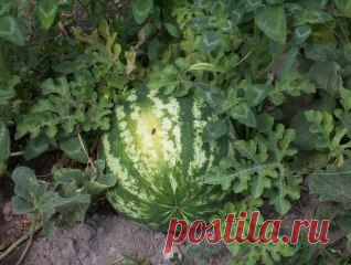 (1) Одноклассники