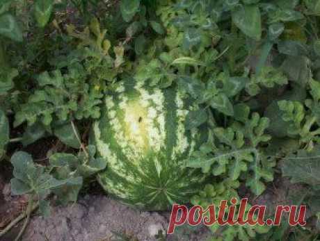 (1) Одноклассники