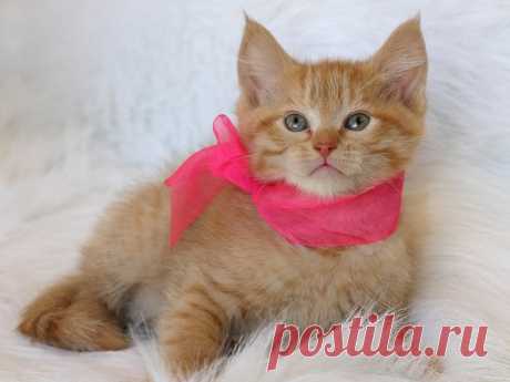 Что нужно знать, прежде чем завести кота? | nashi-pitomcy.ru