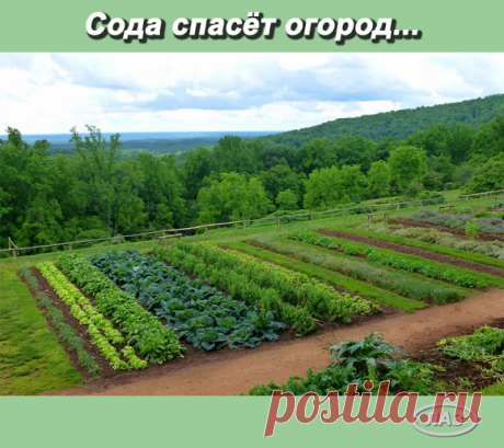 Сода спасёт ваш огород