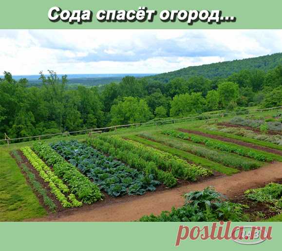 Сода спасёт ваш огород