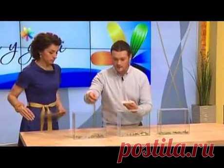 Народные методы борьбы с тараканами. Смерть тараканам!.