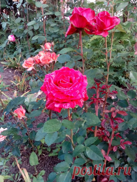 IMG_20160609_043727 | Наша дача