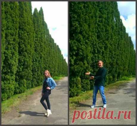 Одноклассники