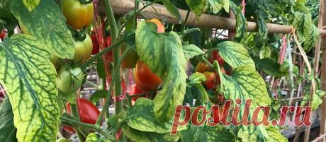 У моих томатов урожай больше и никогда нет хлороза. Рассказываю об эффективной магниевой подкормке | Садовый рай 🌱 | Яндекс Дзен