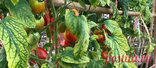 У моих томатов урожай больше и никогда нет хлороза. Рассказываю об эффективной магниевой подкормке | Садовый рай 🌱 | Яндекс Дзен