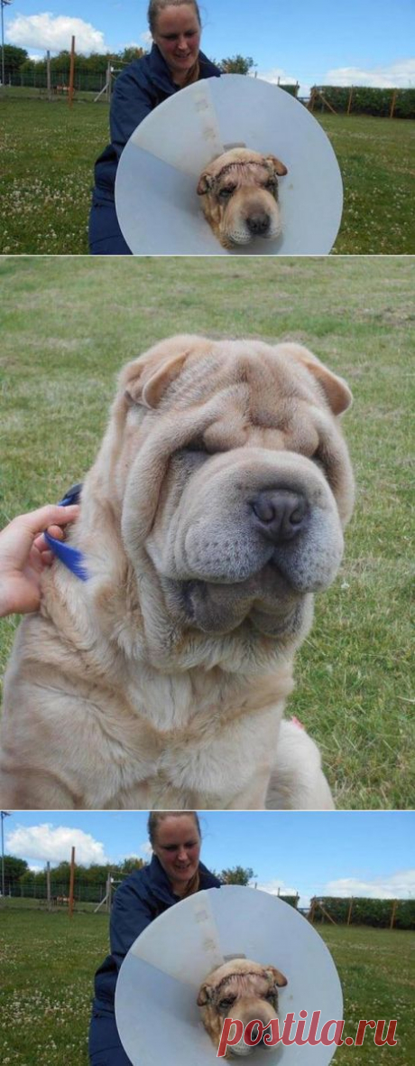 Собаке породы шарпей сделали подтяжку морды. | Все о наших питомцах