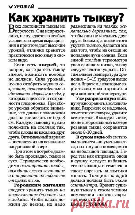 Как хранить тыкву