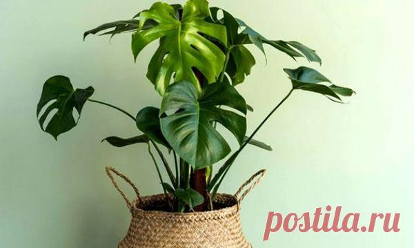 Принципы и основные способы размножения монстеры