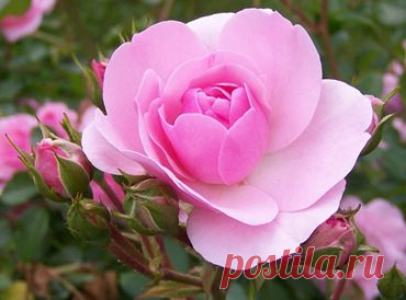 РОЗЫ: ВЫБОР ЦВЕТОВ ДЛЯ САДА И ВЕСЕННИЙ УХОД