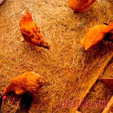 Подстилка для курятника делаем сухую подстилку для кур