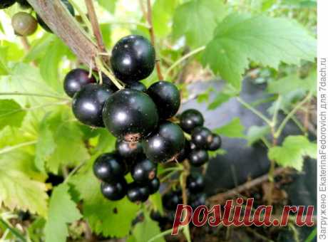 Секрет удачной посадки смородины