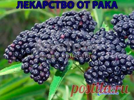 Бузина лечит рак.