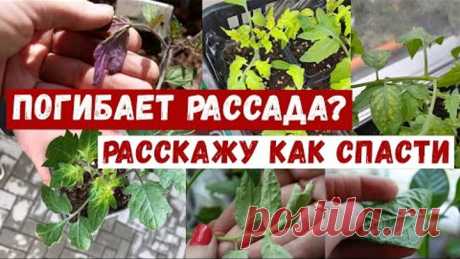 Пятна на рассаде. НЕ ПАНИКОВАТЬ, всё решается