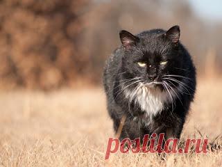 Вкусный Огород: Кот - романтик