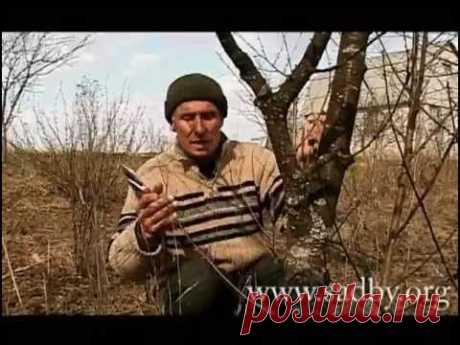 Правильная обрезка вишни - YouTube