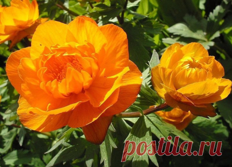 Огоньки - жарки - цветы алая коврами по лугам,
Расстелила сотни солнышков к цветам,
Засияли в пышных травах огоньки,
Заиграли лепестками все жарки.