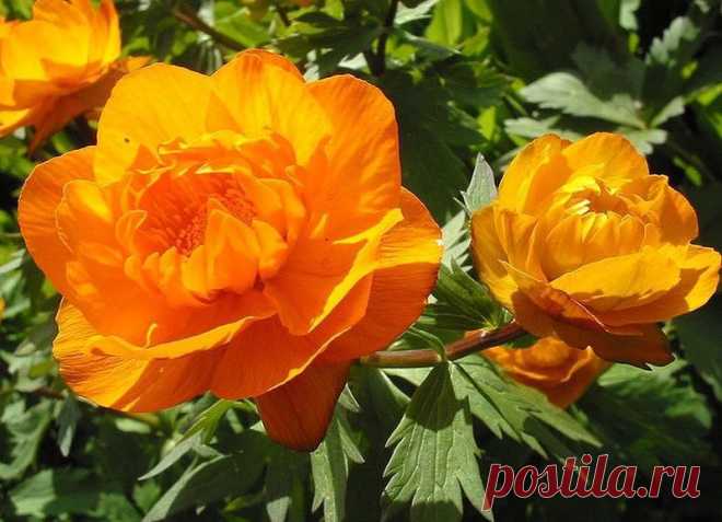 Огоньки - жарки - цветы алая коврами по лугам,
Расстелила сотни солнышков к цветам,
Засияли в пышных травах огоньки,
Заиграли лепестками все жарки.