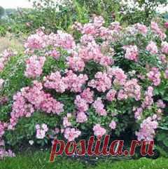 Миндаль зимостойкий - ДАЧНИЦА