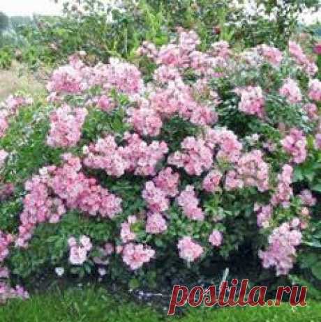 Миндаль зимостойкий - ДАЧНИЦА