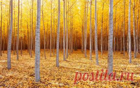 Tree Life | Flickr - Photo Sharing!