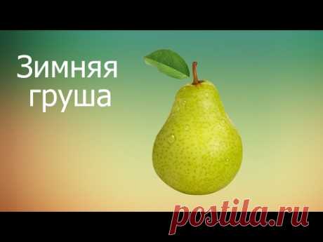 Зимняя груша. Размножение черенками зимой.