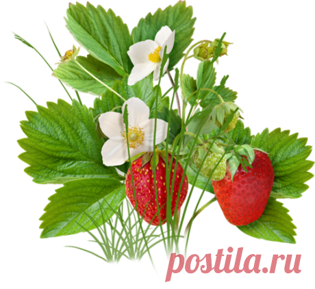 красочный клипарт «дары лета» png