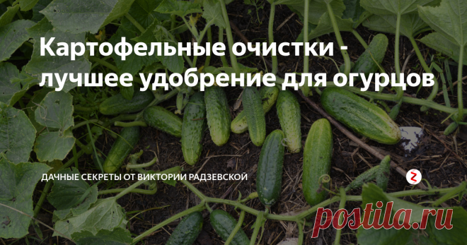 Картофельные очистки - лучшее удобрение для огурцов Предлагаю вашему вниманию народный рецепт удобрения с применение картофельных очисток.