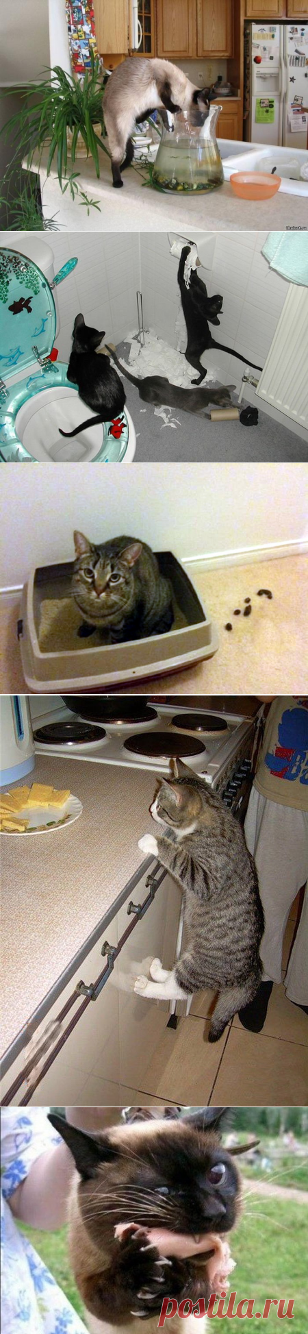 Коты, которые попались на месте преступления