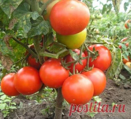 Низкорослые томаты, не требующие пасынкования