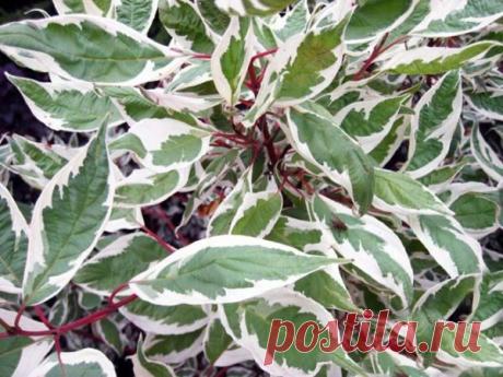 Дерен белый сибирика: фото, посадка и уход