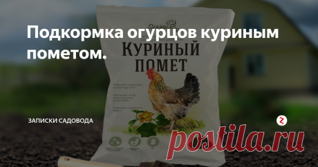 Подкормка огурцов куриным пометом. Куриный помёт - это замечательное органическое удобрение. Этот вид удобрения содержит в себе большое количество азота, цинка, фосфора и меди, которые очень важны и нужны для растений. При осторожном применении вы получите сильное и быстродействующее средство – если будете использовать его осторожно.
Куриный помёт можно использовать в сухом и в разведенном виде.
Общее количество подкормок куриным п