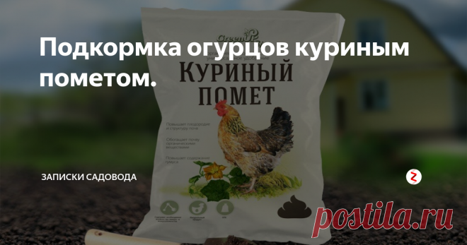 Подкормка огурцов куриным пометом. Куриный помёт - это замечательное органическое удобрение. Этот вид удобрения содержит в себе большое количество азота, цинка, фосфора и меди, которые очень важны и нужны для растений. При осторожном применении вы получите сильное и быстродействующее средство – если будете использовать его осторожно.
Куриный помёт можно использовать в сухом и в разведенном виде.
Общее количество подкормок куриным п