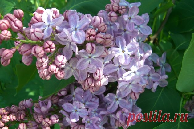 Декоративные кустарники: двойная польза обрезки после цветения