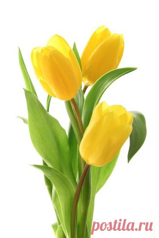 Владимир Барышев