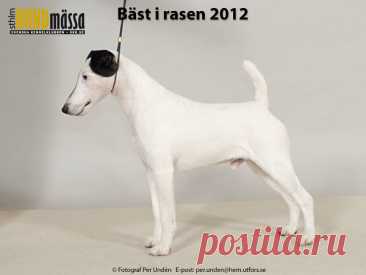 SLÄTHÅRIG FOXTERRIER Domare: SANDOVÀL IVAN, COLOMBIA  NORD V-11 NORD VV-11 SE UCH US CH LIL'ITCH SEND IN THE CLOWN JE Ägare: SKOGSBERG JENNY, HÄGERSTEN Uppfödare: HOESMAN SUZANNE, BINGHAM JUDITH, USA