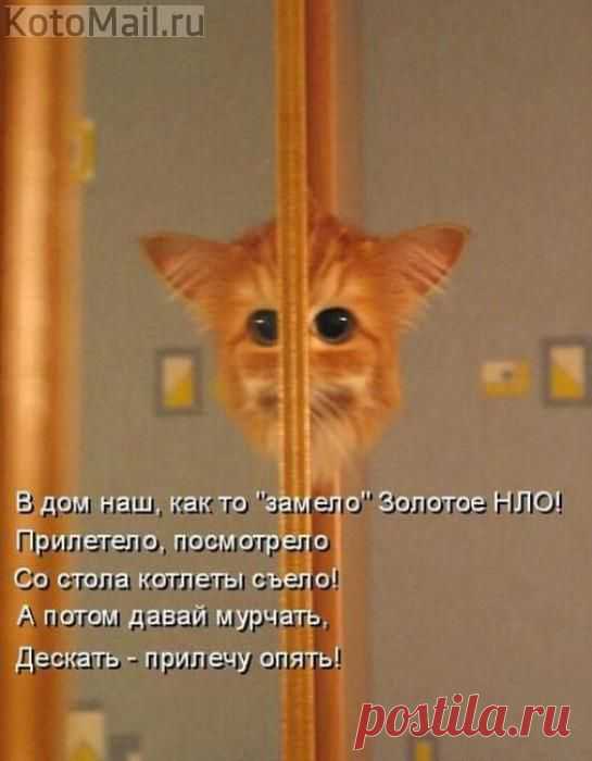 Золотое НЛО. | KotoMail.ru