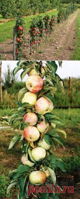Колоновидная чудо-яблоня.