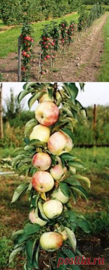 Колоновидная чудо-яблоня.