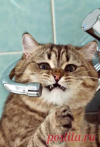 Подписывайтесь на нас: http://fotostrana.ru/public/233467 ;-) Котик очень хочет пить.