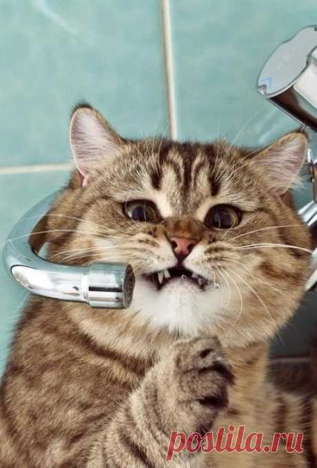 Подписывайтесь на нас: https://fotostrana.ru/public/233467 ;-) Котик очень хочет пить.