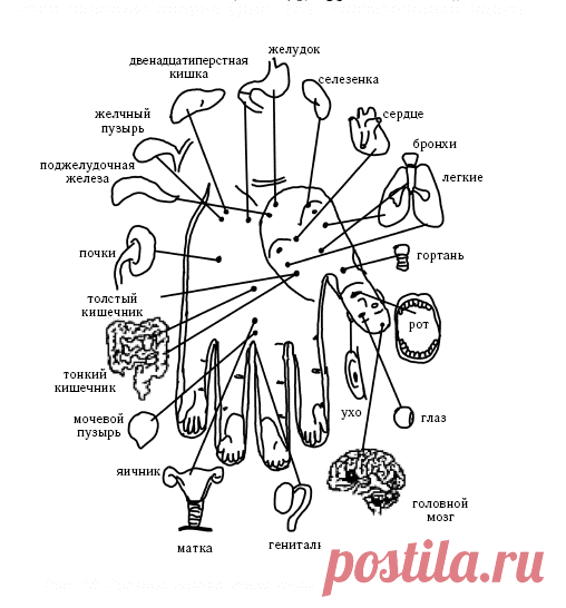 Активные точки на ладони, массаж кистей рук, болезни по руке