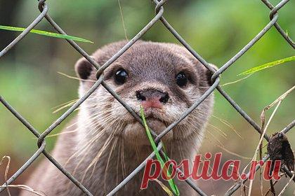 Пронесенные контрабандой в самолет выдра и крыса устроили панику на борту. Выдра и крыса, пронесенные контрабандой в салон самолета, сбежали из ручной клади, устроили панику на борту и попали на видео. Нештатная ситуация произошла на рейсе вьетнамской авиакомпании Viet Jet. Известно, что бортпроводник нашел грызуна в хвостовой части самолета и был укушен при попытке взять его в руки.