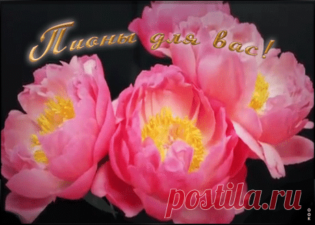 Открытка Анимация с пионами для вас